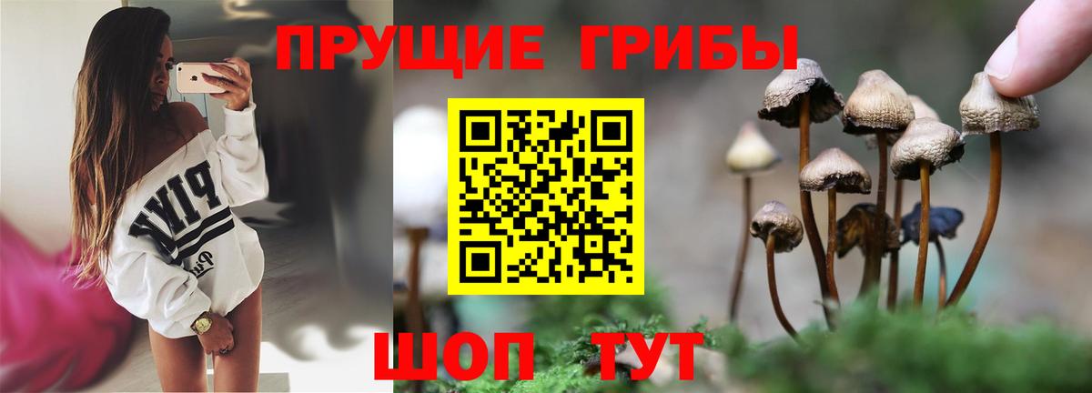 Псилоцибиновые грибы мицелий Кубинка
